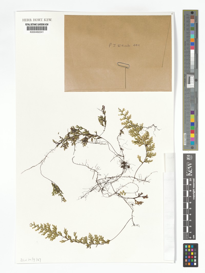 Hymenophyllum novoguineense