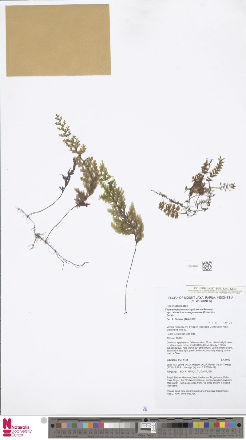 Hymenophyllum novoguineense photo 2