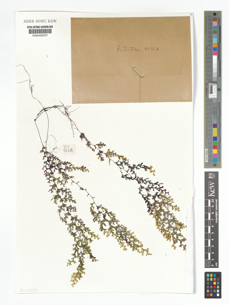 Hymenophyllum novoguineense photo 3