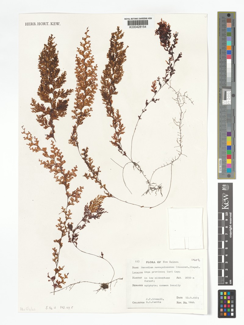 Hymenophyllum novoguineense photo 4