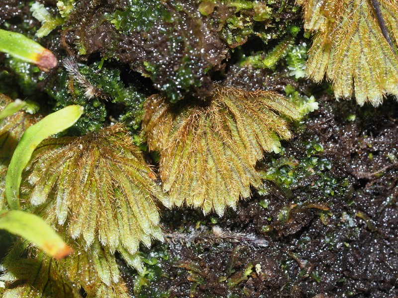 Palailaulii