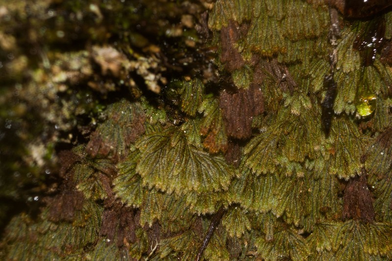 Palailaulii photo 2