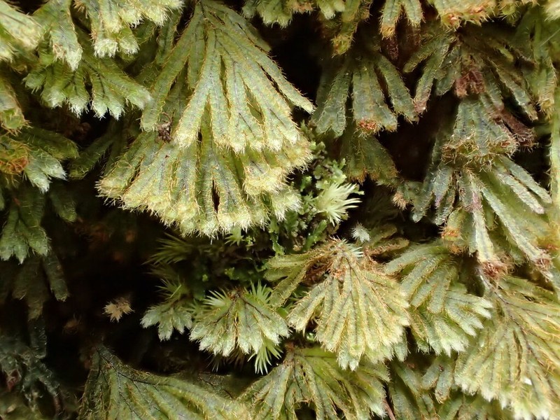 Palailaulii photo 3