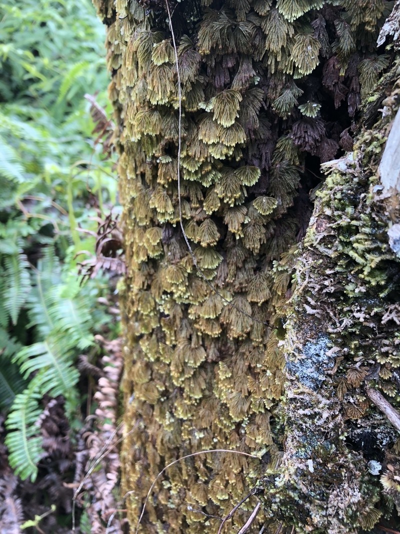 Palailaulii photo 5
