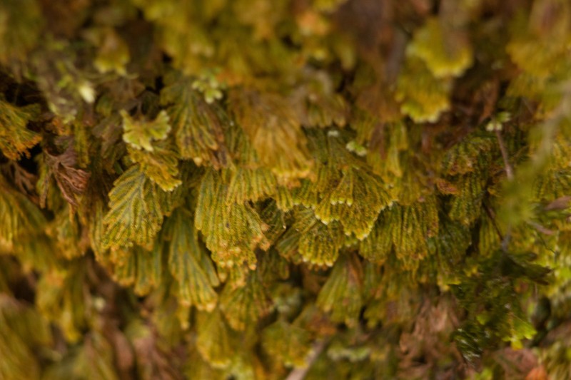 Palailaulii photo 6
