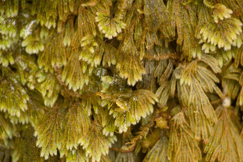 Palailaulii photo 7