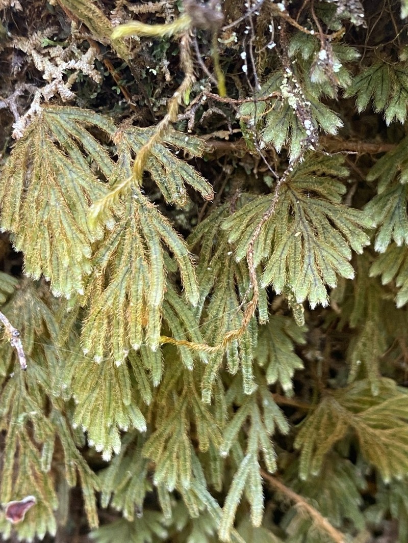 Palailaulii photo 8