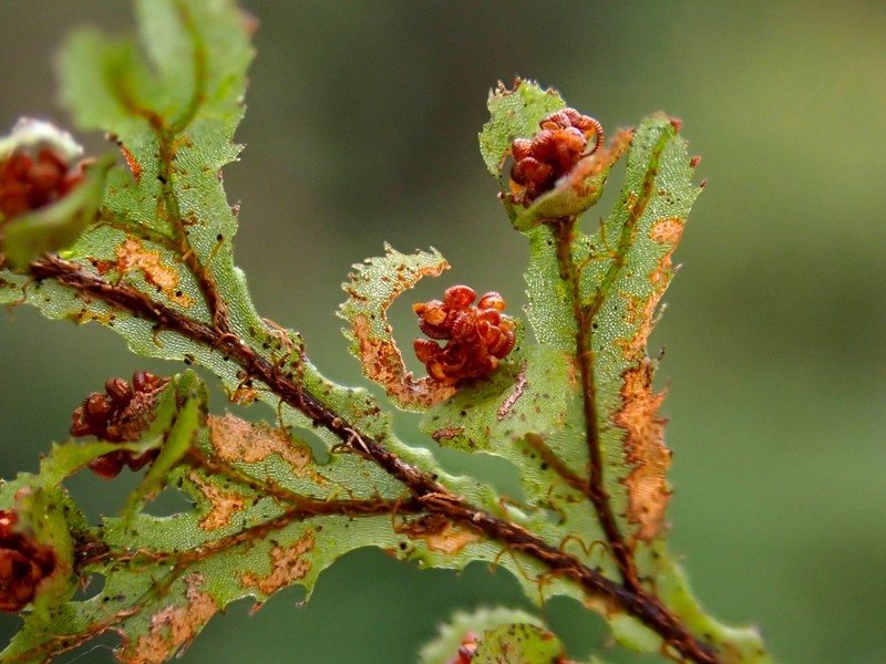 Hymenophyllum okadae