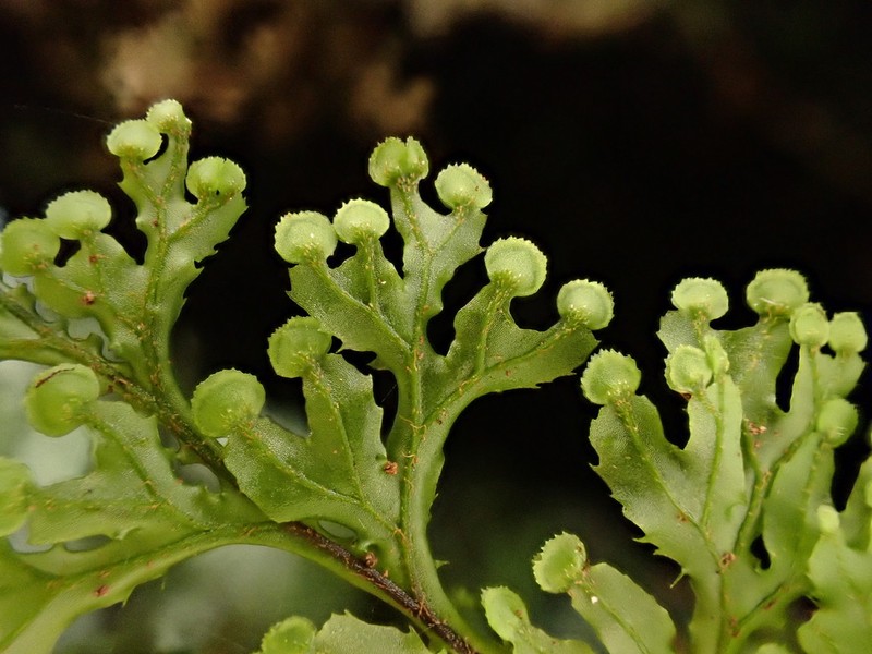 Hymenophyllum okadae photo 2