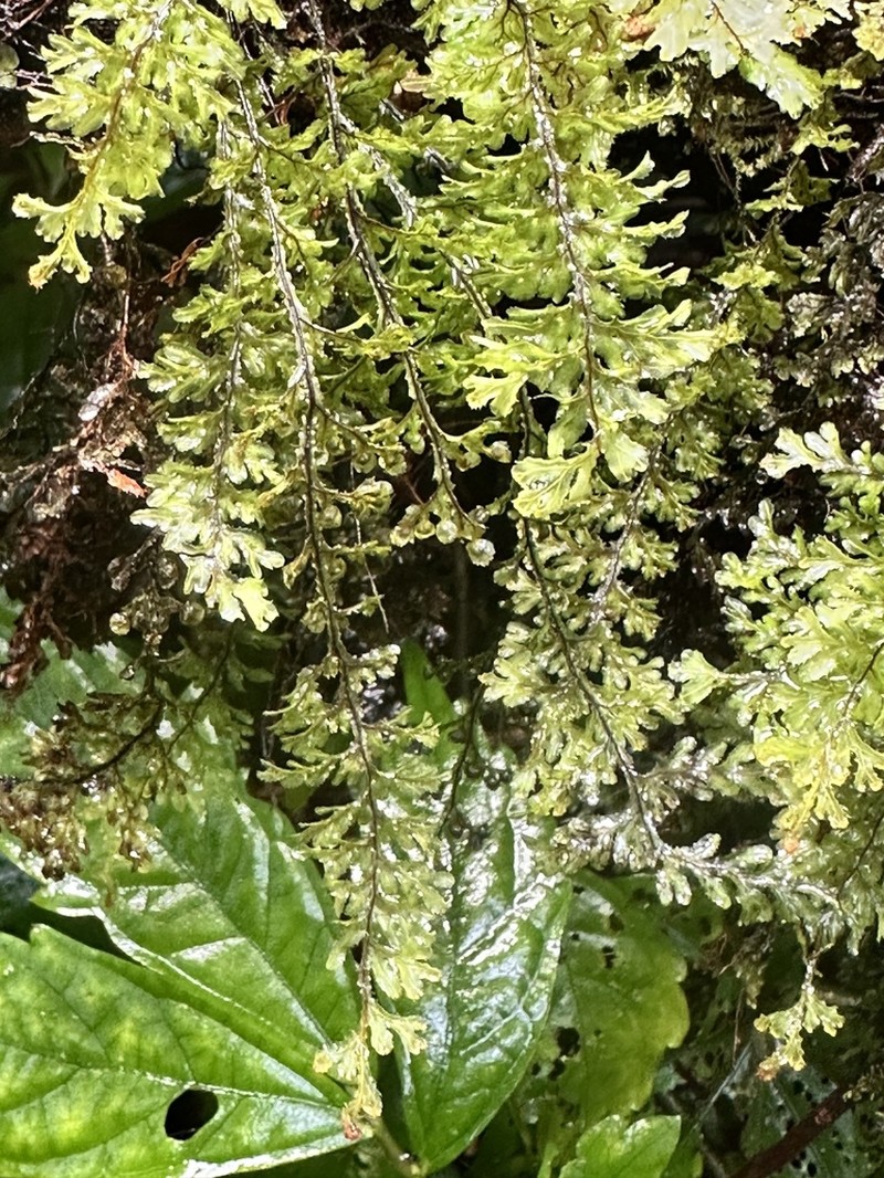Hymenophyllum okadae photo 3