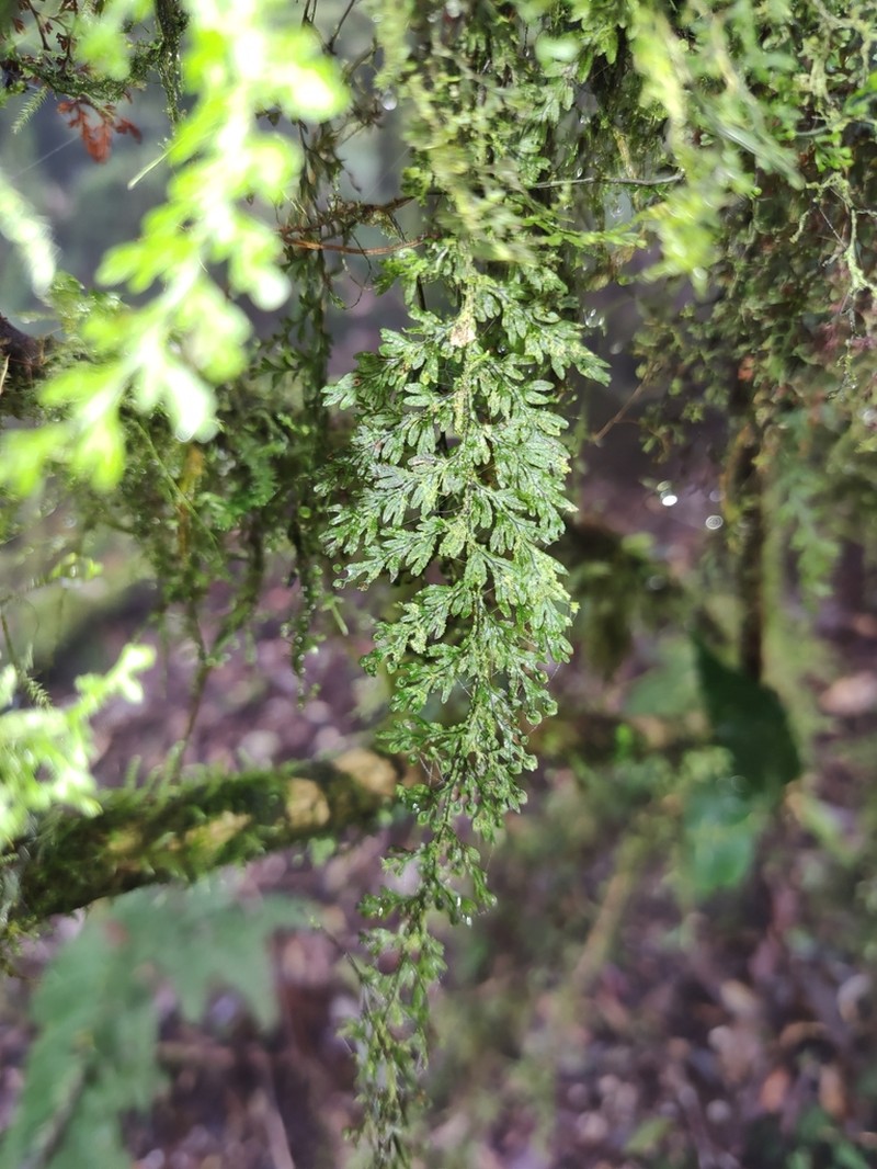 Hymenophyllum okadae photo 4