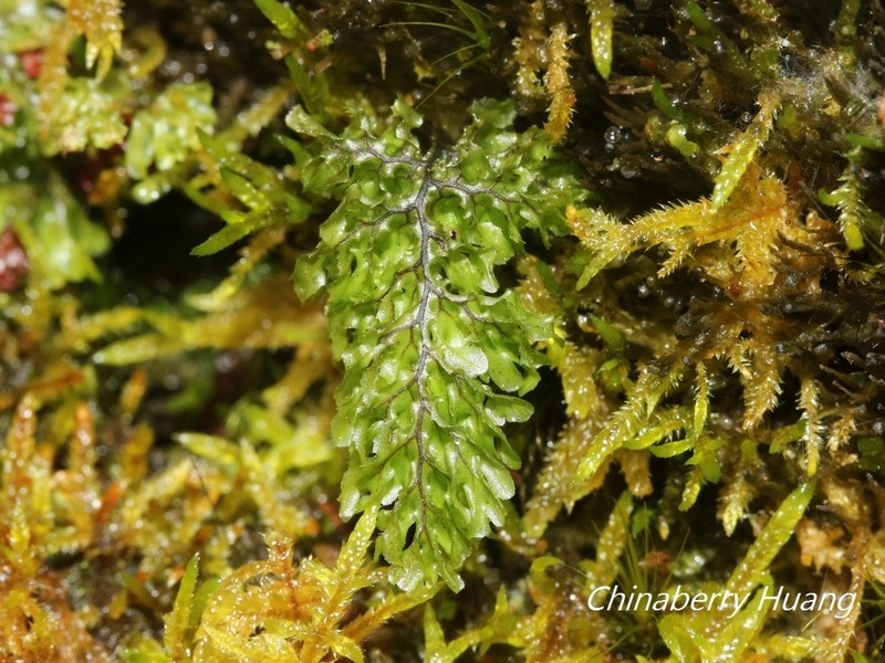 Hymenophyllum okadae photo 5