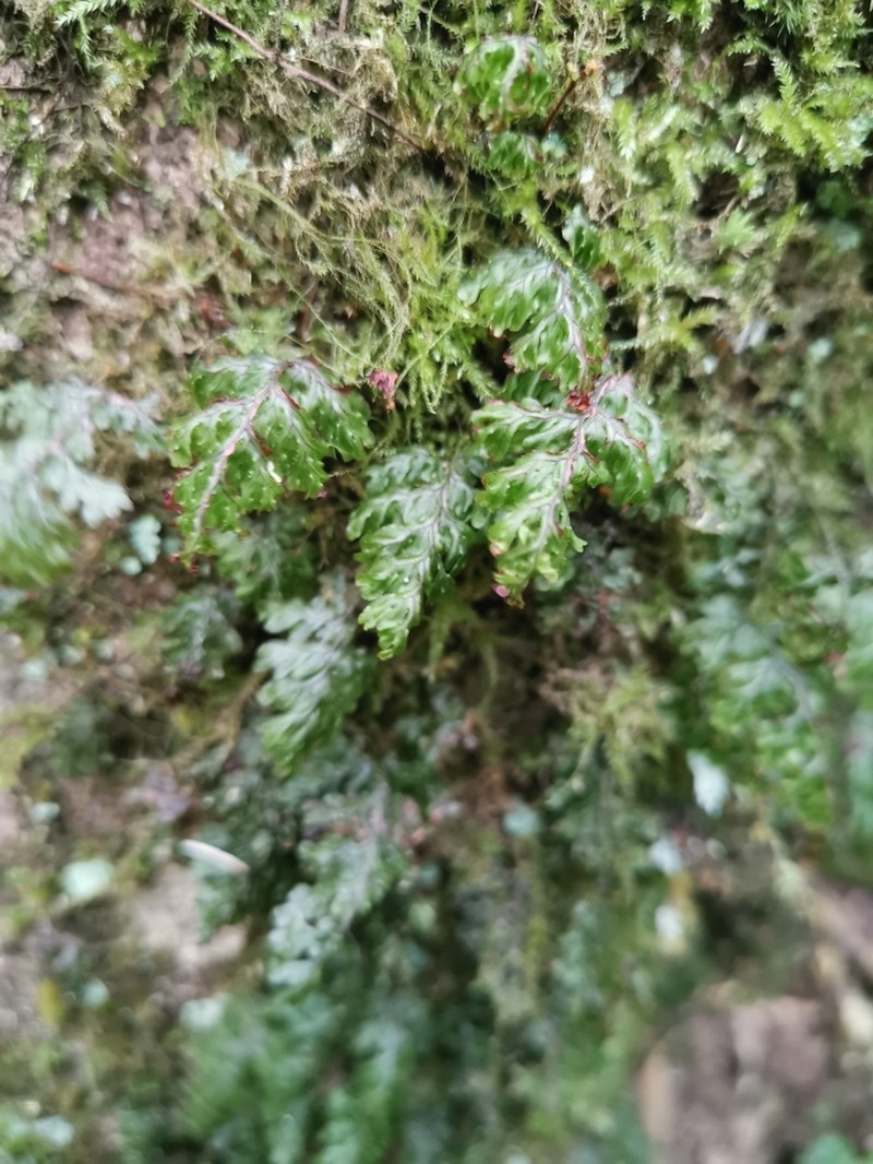 Hymenophyllum okadae photo 6