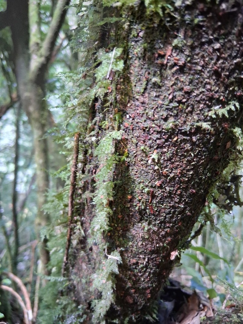 Hymenophyllum okadae photo 7