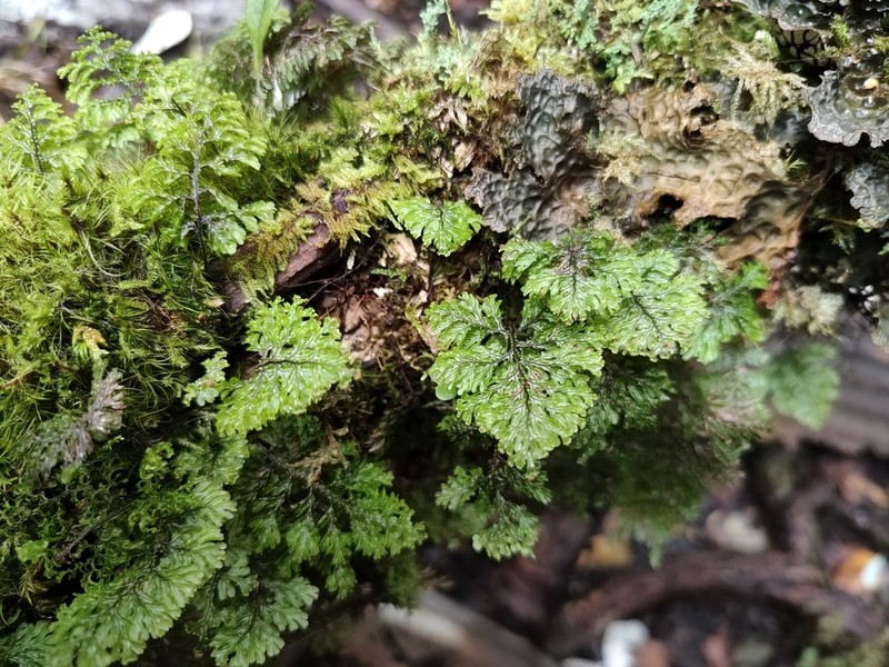 Hymenophyllum okadae photo 8