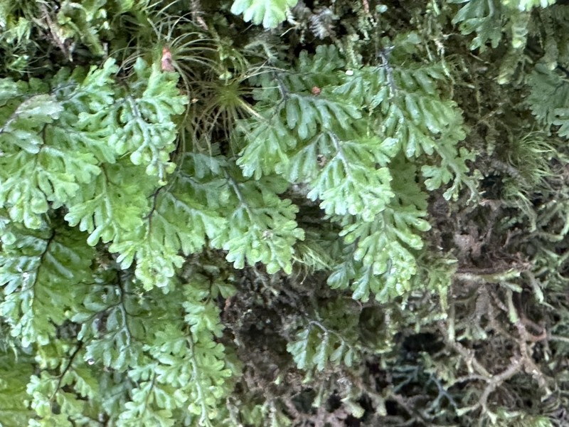 Hymenophyllum oligosorum