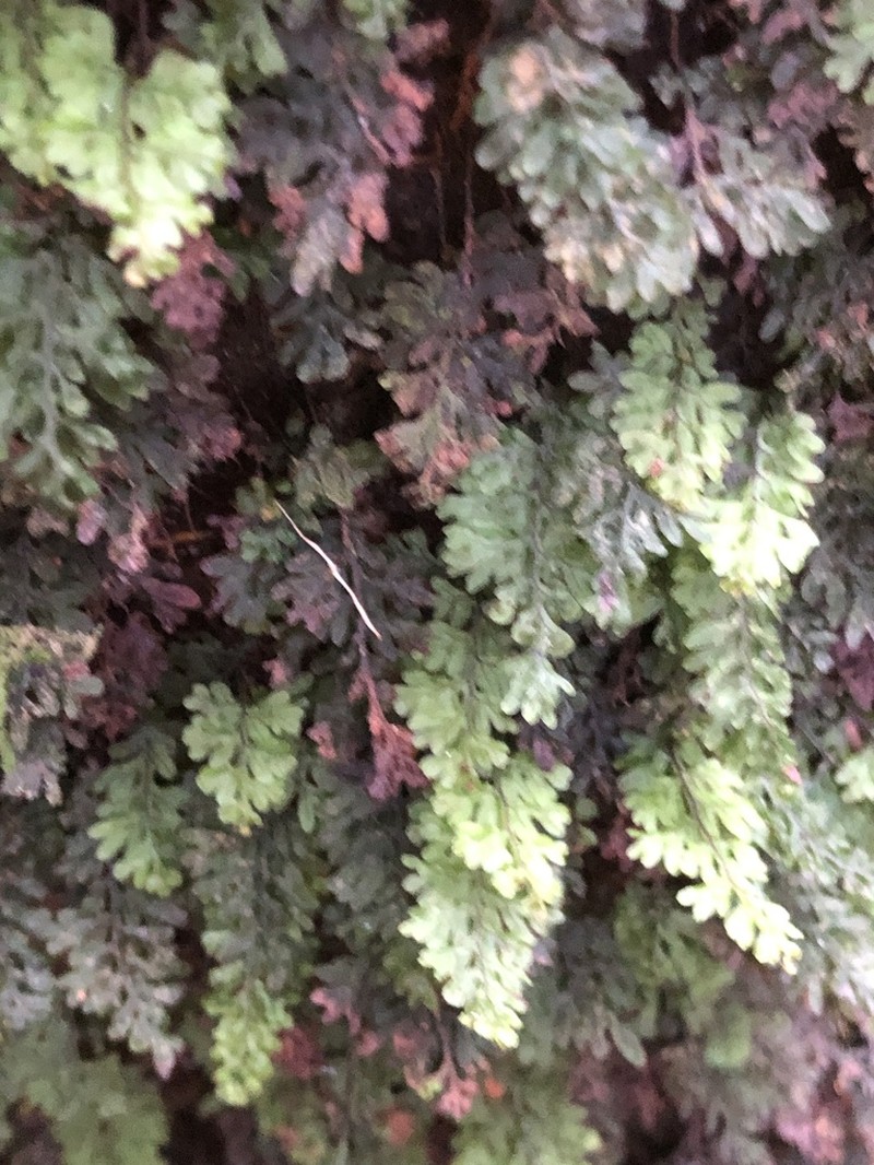 Hymenophyllum oligosorum photo 2