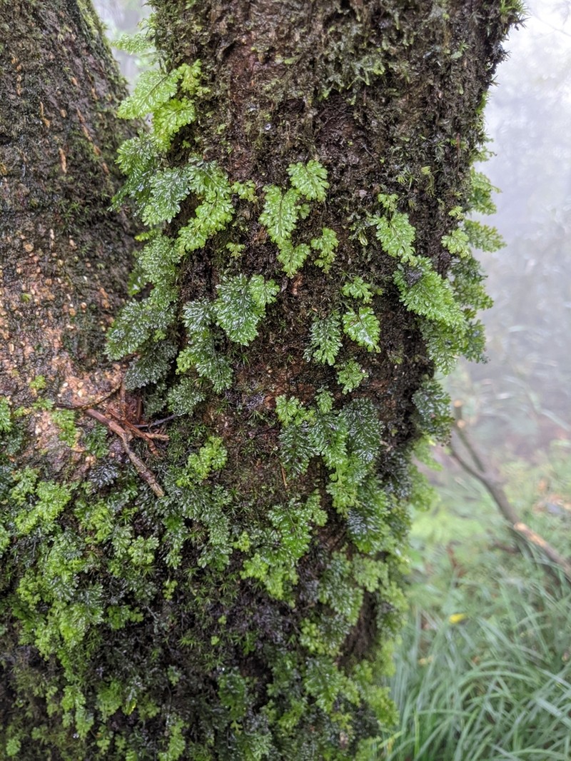 Hymenophyllum oligosorum photo 3