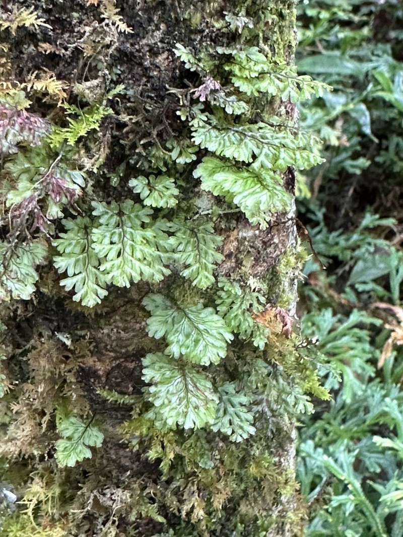 Hymenophyllum oligosorum photo 4