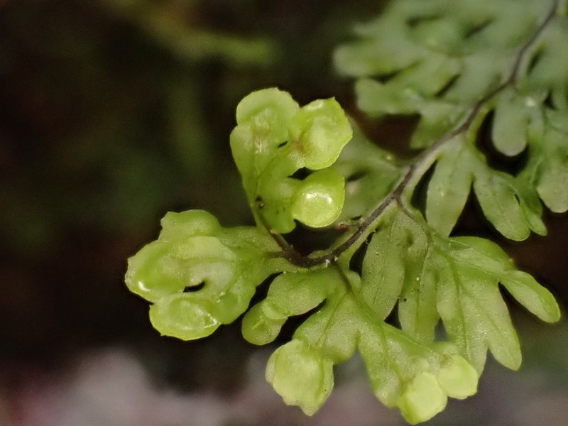 Hymenophyllum oligosorum photo 5