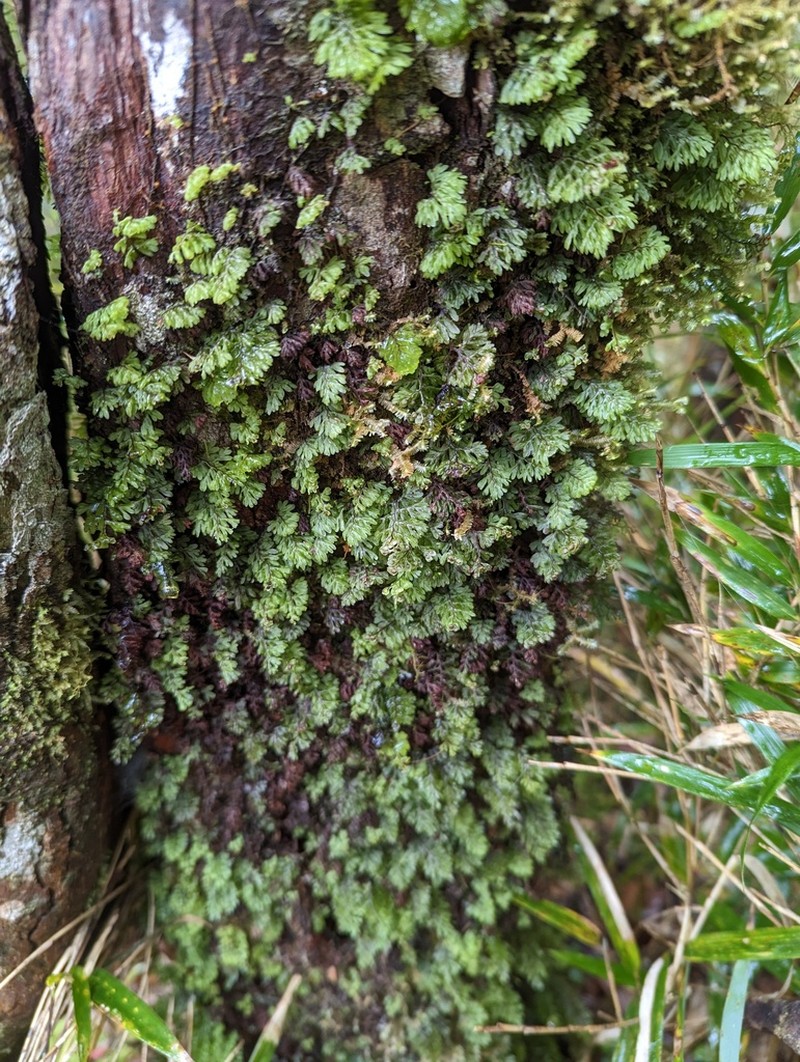 Hymenophyllum oligosorum photo 6