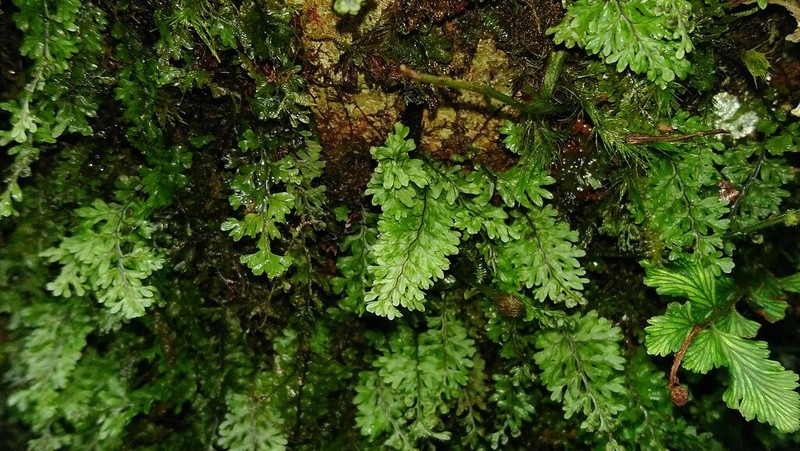 Hymenophyllum oligosorum photo 7