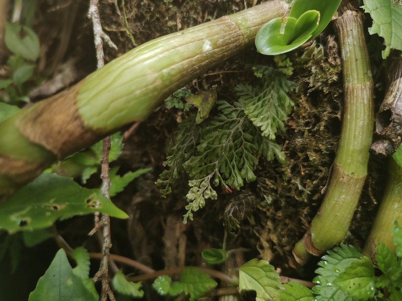 Hymenophyllum oligosorum photo 8