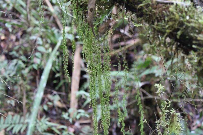 Hymenophyllum ooides