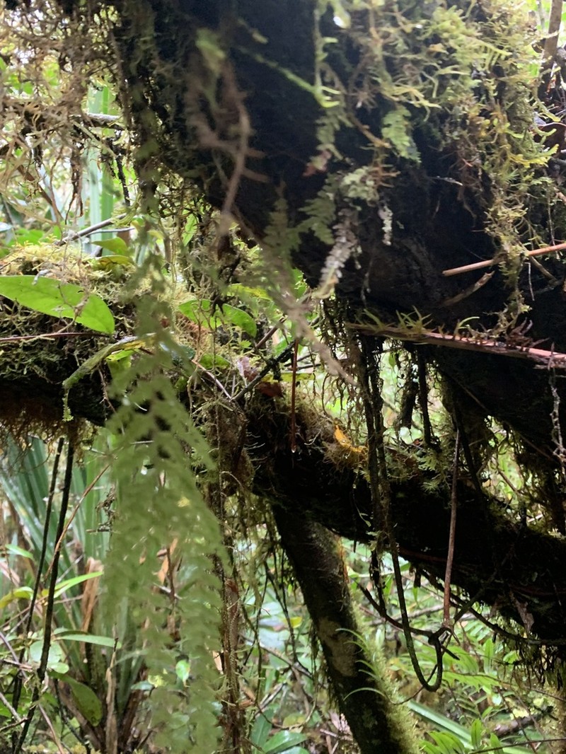 Hymenophyllum ooides photo 2