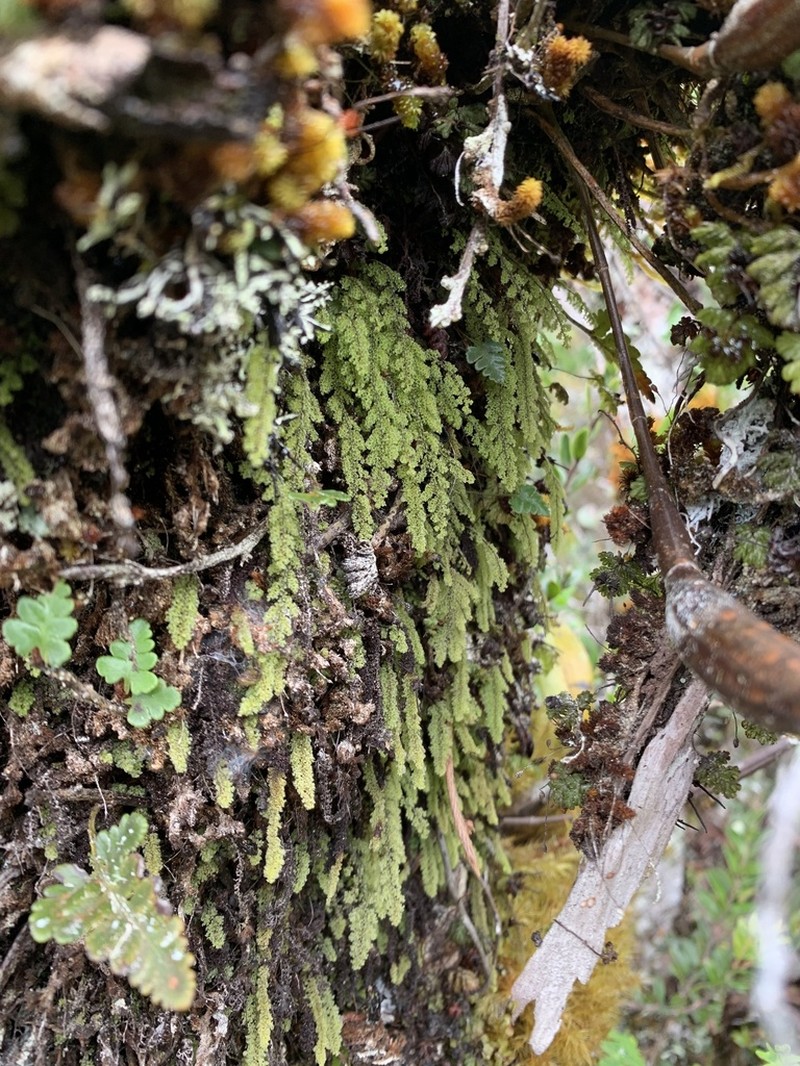 Hymenophyllum ooides photo 3