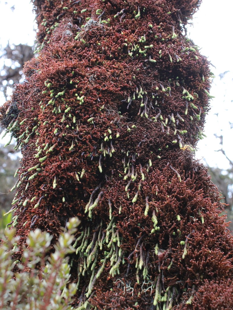 Hymenophyllum ooides photo 4
