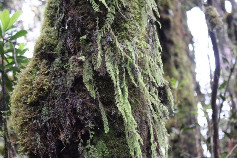 Hymenophyllum ooides photo 5