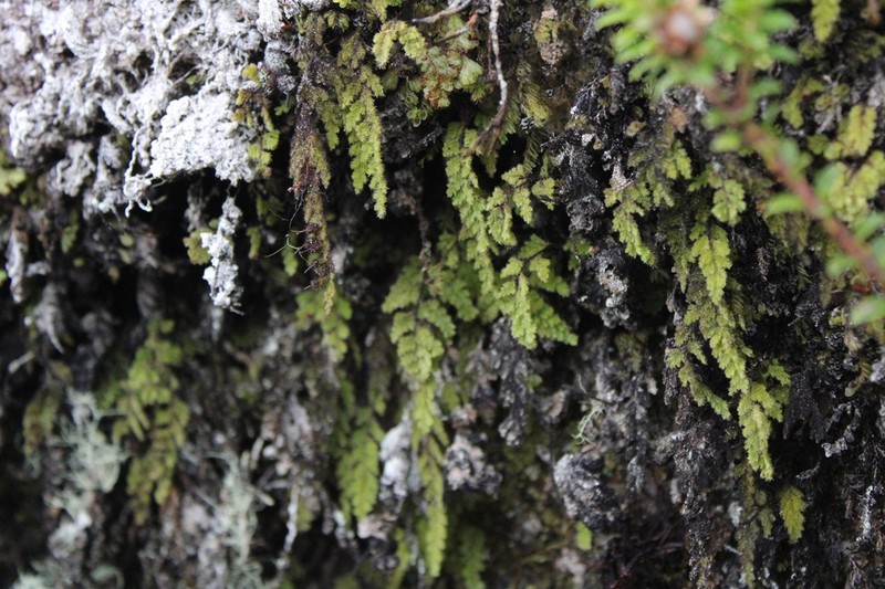 Hymenophyllum ooides photo 6