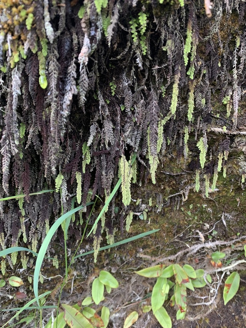 Hymenophyllum ooides photo 7