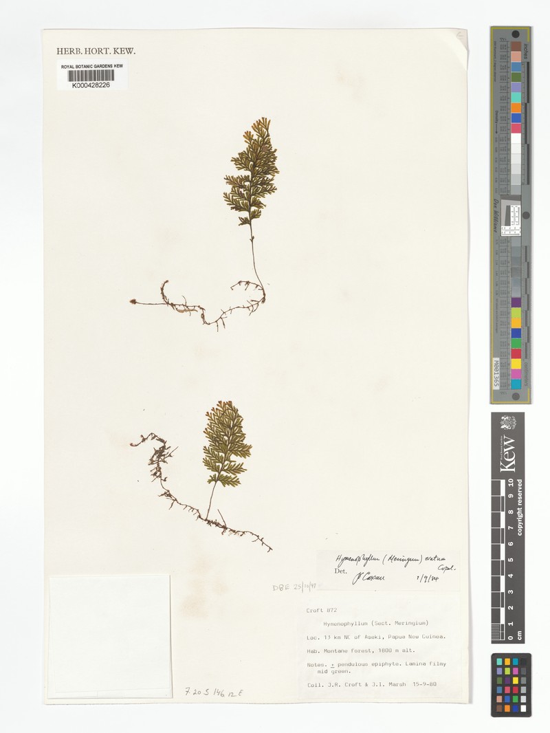 Hymenophyllum ovatum