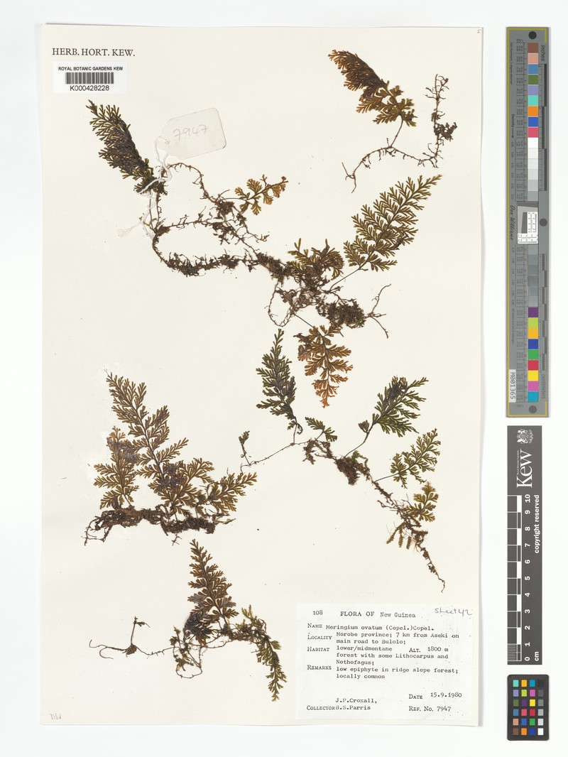 Hymenophyllum ovatum photo 2