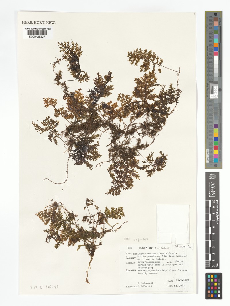 Hymenophyllum ovatum photo 3
