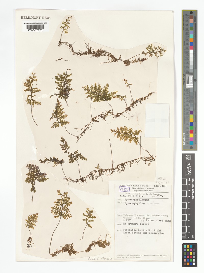 Hymenophyllum ovatum photo 4