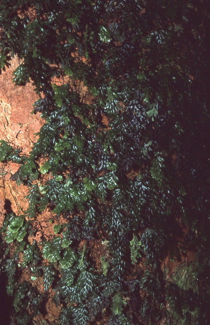 Hymenophyllum pachydermicum