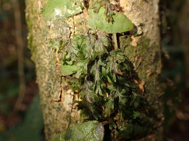 Hymenophyllum pachydermicum photo 2