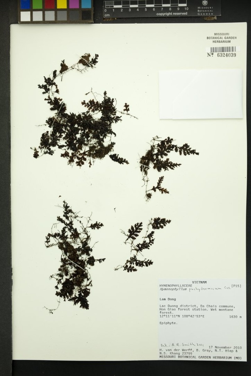 Hymenophyllum pachydermicum photo 3