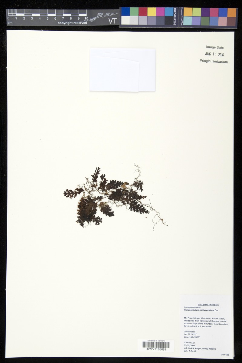Hymenophyllum pachydermicum photo 4