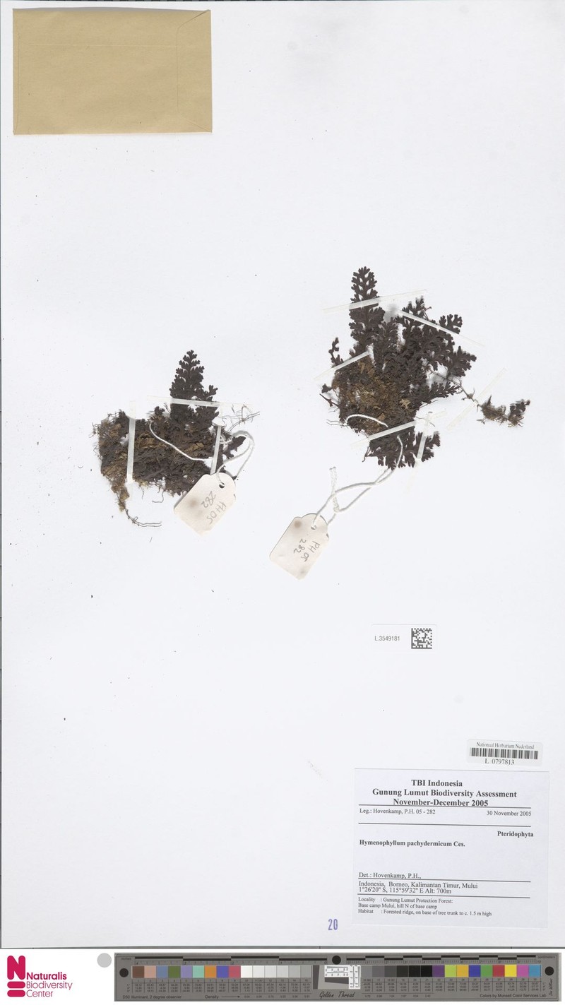 Hymenophyllum pachydermicum photo 5