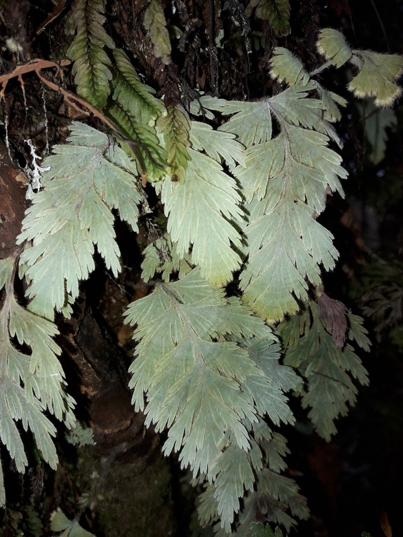 Hymenophyllum pallidum