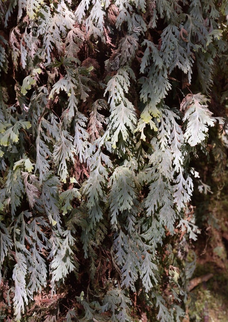 Hymenophyllum pallidum photo 2