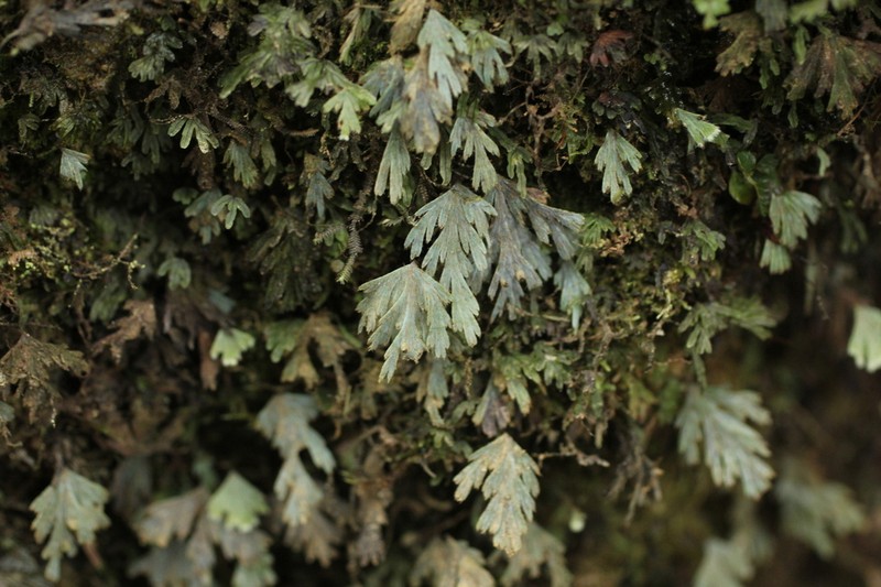 Hymenophyllum pallidum photo 3