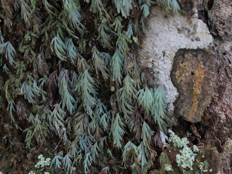 Hymenophyllum pallidum photo 4