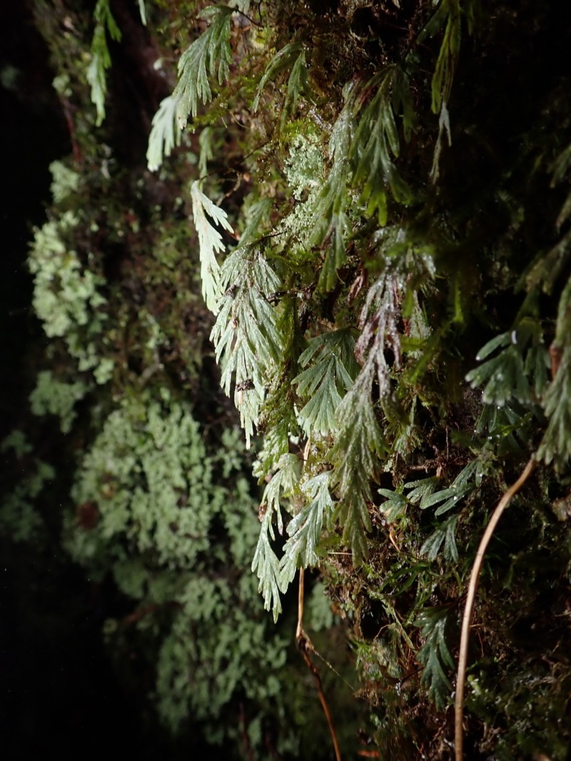 Hymenophyllum pallidum photo 5