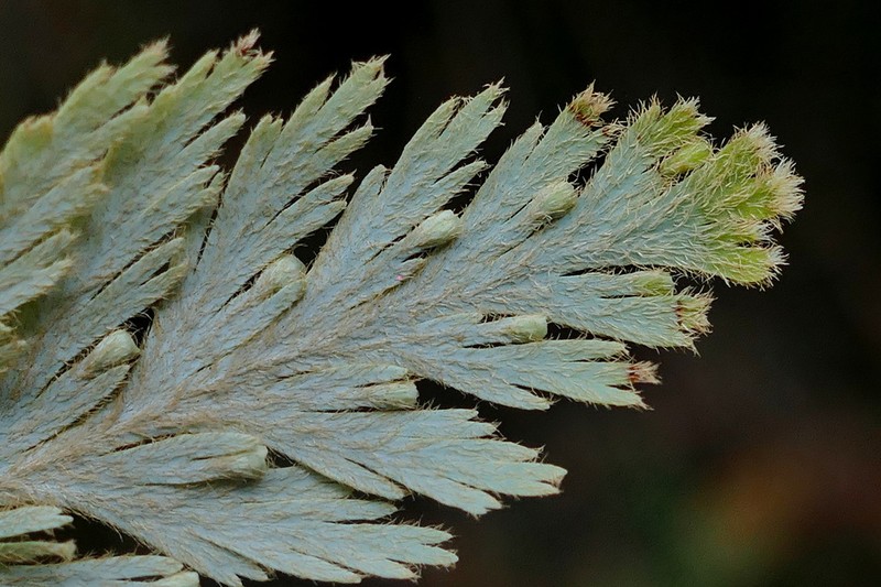 Hymenophyllum pallidum photo 6