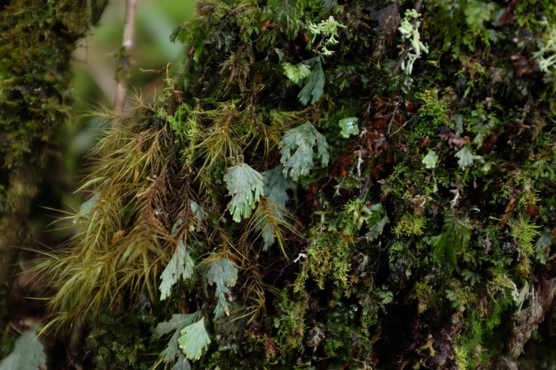 Hymenophyllum pallidum photo 7